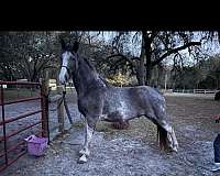 all-around-tennessee-walking-horse