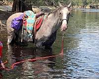 needs-work-tennessee-walking-horse