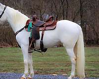 beginner-lipizzan-horse