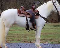 drill-team-lipizzan-horse