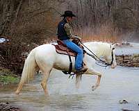 flashy-lipizzan-horse