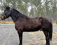 all-draft-horse