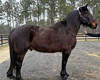 back-draft-horse