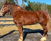 pretty-belgian-horse