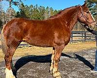 saddle-belgian-horse