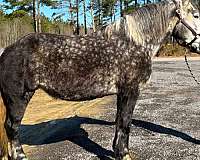 in-foal-percheron-horse