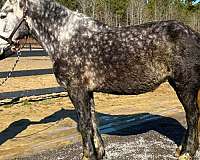 in-foal-to-percheron-horse