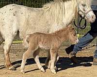 bred-to-appaloosa-horse