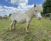 beautiful-buckskin-appaloosa-horse