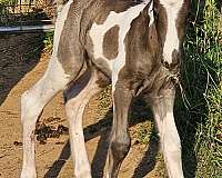 energy-gypsy-vanner-horse