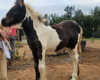 kind-eye-gypsy-vanner-horse