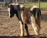 learns-quickly-gypsy-vanner-horse