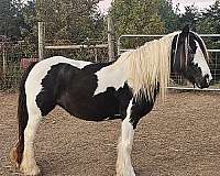 package-deal-gypsy-vanner-horse