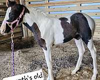 beginner-safe-kid-pony-tennessee-walking-horse