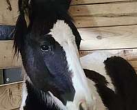 beginner-halter-tennessee-walking-horse