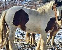 dreams-come-true-gypsy-vanner-horse