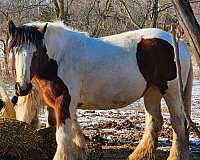 papers-available-gypsy-vanner-horse