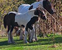 and-easy-to-handle-gypsy-vanner-horse