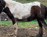 champions-gypsy-vanner-horse