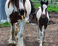 gunner-gypsy-vanner-horse