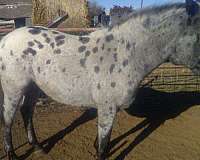 affordable-appaloosa-pony