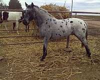 leopard-spotting-pony