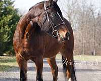 easy-to-manage-gypsy-vanner-horse