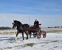 partners-gypsy-vanner-horse