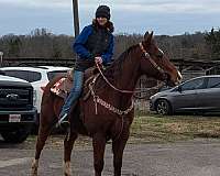 large-rider-quarter-horse