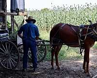 mountain-work-mule