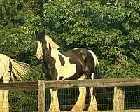 all-around-mare-drum-horse