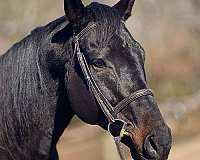 safe-family-thoroughbred-horse