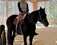 all-around-type-gelding