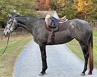 aa-friendly-thoroughbred-horse