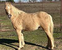 back-shetland-pony