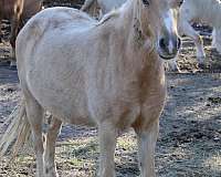 blind-shetland-pony