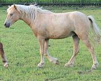 bred-shetland-pony