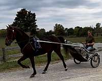 husbands-rocky-mountain-horse