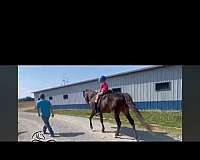 silver-bay-rocky-mountain-horse