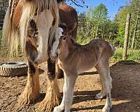 bay-roan-silver-horse