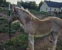 pampered-gypsy-vanner-horse