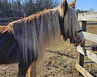 all-gypsy-vanner-horse