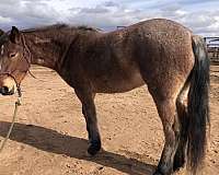 disposition-mustang-horse