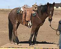 halter-trained-mustang-horse