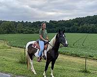 creeks-spotted-saddle-horse