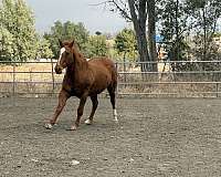 conditioning-appaloosa-horse