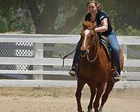 in-hand-appaloosa-horse