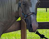 beautiful-quarter-horse