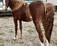 aqha-rocky-mountain-horse