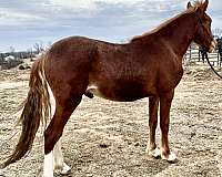 aqha-broodmare-rocky-mountain-horse